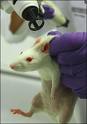 Animal Testing - this is the picture related to animal testing