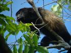 monkey -  the most lovely pet I think . I love the mokey sp much.