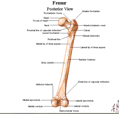 femur - femur http://ohbetul.blogspot.com