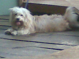 my dog - aint he cute
