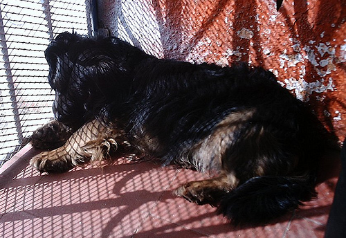 My dog - My lazy dog, blackie, sleeping on my porch