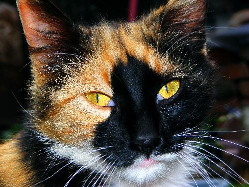 My cat - One of my cats. It actualy is by my grandmother, but...
