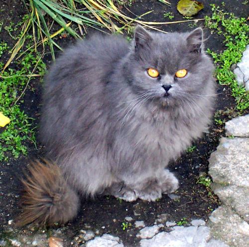 grey cat - I have photographed this cat out of the street and I don't know what breed it is.