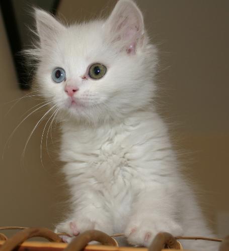 White kitten - A cute white kitten.