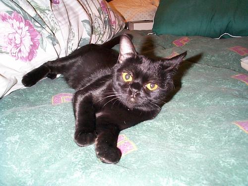 the cat of a friend - A burman cat. It's a male and it's 2 years old