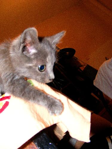 My kitten - My cat, when it was 3 months old. It was very naughty.