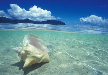 Hawaii&#039;s Sea - This is the picture of Hawaii. Hawaii is one of the most beutiful places on Earth with wonderful ocean. Hawaii has 7 island and the sea goes very far. You can actually swim in the ocean