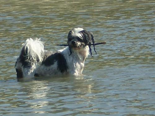 Fetch Poppy! - Poppy has discovered she likes going in the ocean to fetch a stick!