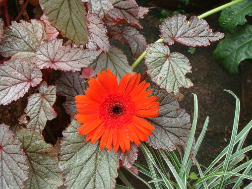Flower - Gerbara in the midst of begonias that grow in my garden