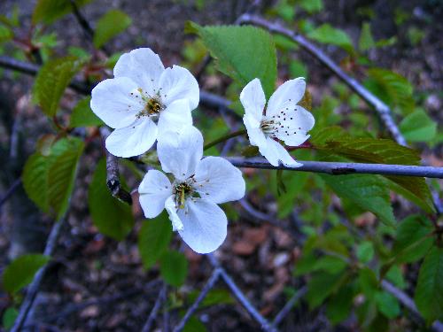 Tree 'flowers' - The spring trees.