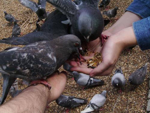 3 pigeons 2 hands of food - Well there are 3 of them on the hands, but so little food, because they kept eating it so fast... they ate 1.2 kilos in less then 20 minutes.