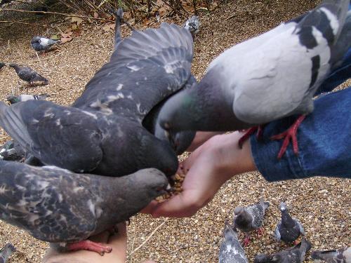 4 pigeons, one hand - Well who said the financial crysis won't affect them as well, right ?