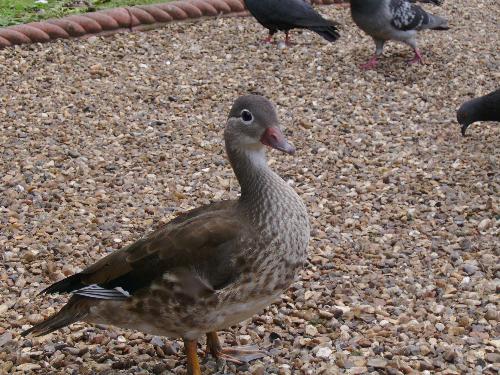 The little duck - I would have called this the Ugly Duckling but this duck wasn't ugly at all... it was really cute actually.