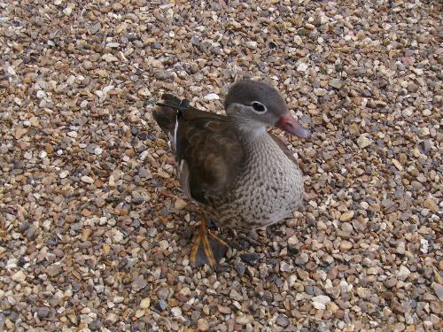 Small Little Duck - This duck is so small and cute, you just want to hug her, right ?