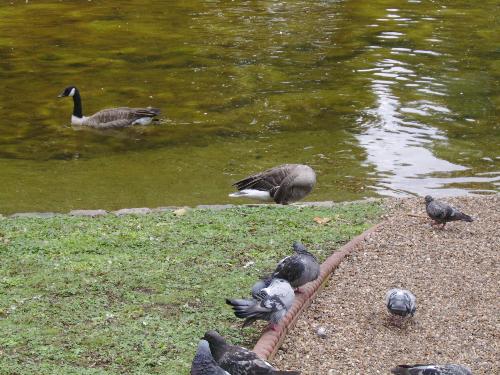 Some ducks and some pigeons - Well this wasn't a great picture, but still i shared it for you to see how clean the lake water is and also some birds along the way :P