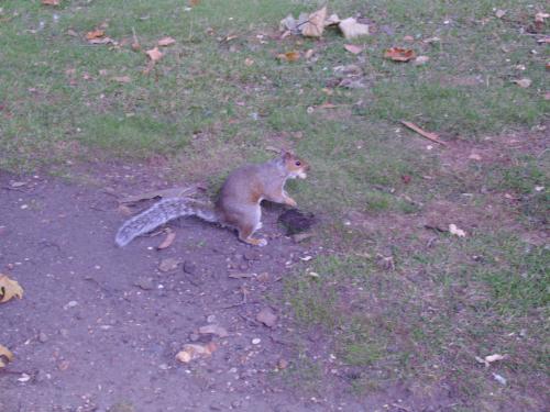 Squirrel with nut in her mouth - Well this felt like watching a Chip and Dale cartoon... she first hold the nut in her hand then in her mouth trying to eat it.