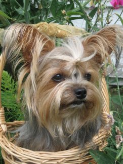 Roxy - Forever Loving Home for Roxy @ 15mnths old. Picture is at two years of age.