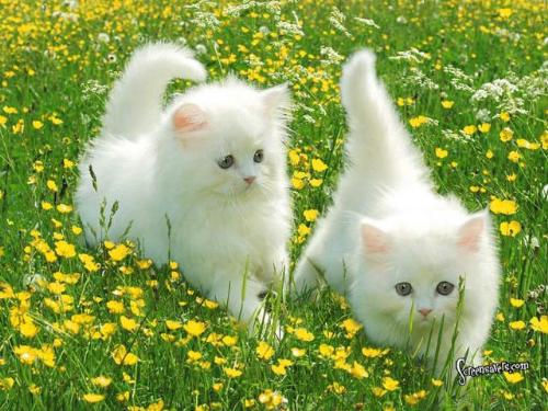 Kittens Playing - enjoying themselves outside