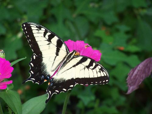 Beautiful Yellow Swallowtail - I took this picture on my Grandmother's farm.