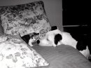 puppy & kitty - Enjoying the small things in life.
