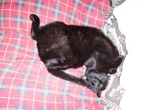 cats - My cat, Joey.