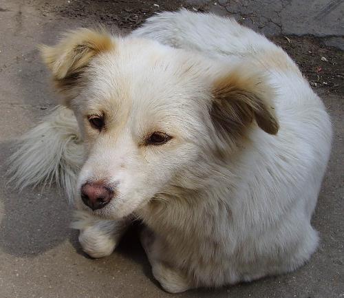 Dog - My pet named Peter.