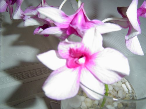 Orchids - Orchids in a crystal vase shot with digi cam.