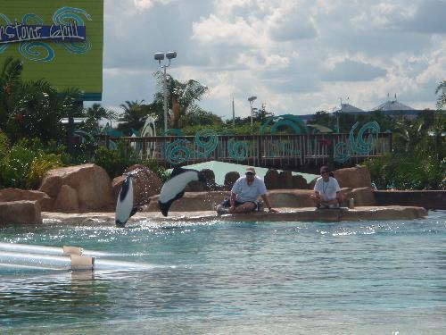 Comersons dolphins - The dolphins in the waterpark