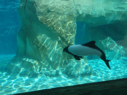 Comersons dolphins - The dolphins in the waterpark