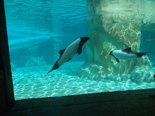Comersons dolphins - The dolphins in the waterpark