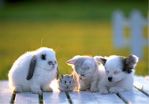 Definition of loyal friend - A loyal friend laughs at your jokes when they are not so good, and sympathizes with your problems when they are not so bad