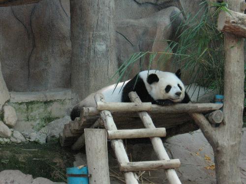 Panda - panda enjoy his sleeping