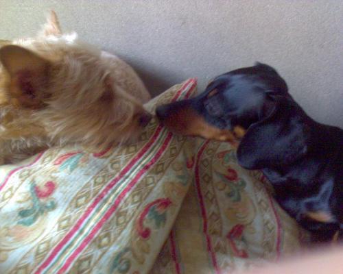 Dolly e Bessie - funny photo.