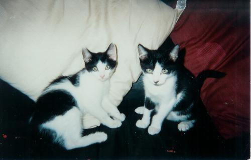 Oscar and Wilde as Kittens - Oscar and Wilde