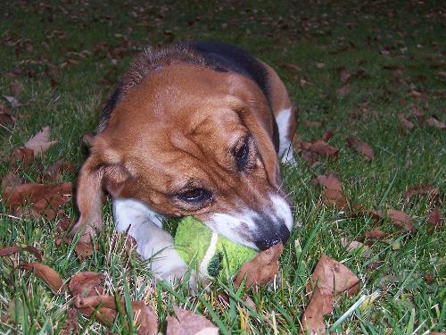 dogs - This is my dog, Maggie.