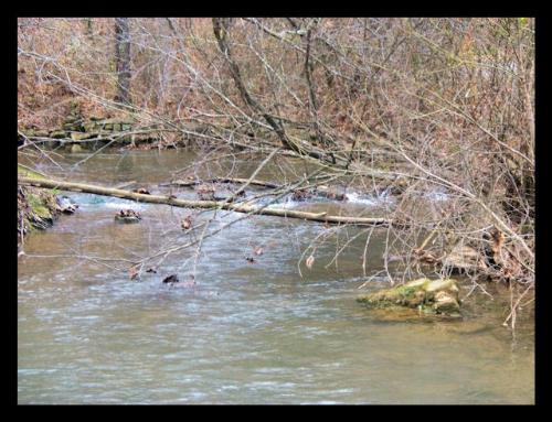 Spring Mill Park - Spring Mill Park, Mitchell, Indiana http://smalldogs2.com/FairydewArt