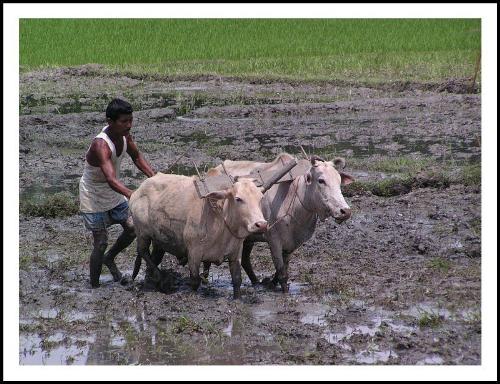 Plowing the land - Farmer plowing the land manually with the help of bull!