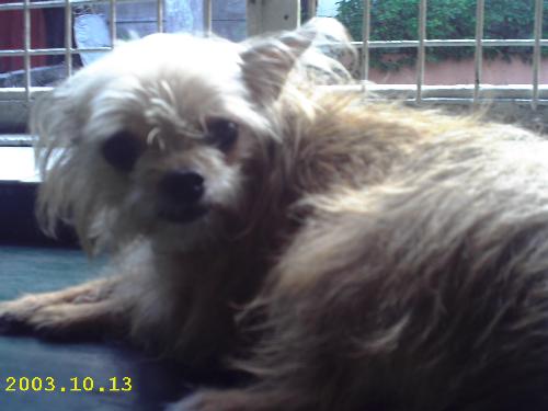 Chinie The Chihuahua - She is our chihuahua