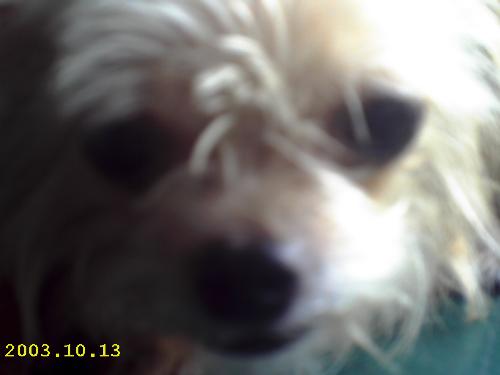 Chinie the Chihuahua - She is our Chihuahua