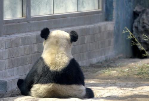 Panda is ignoring you. - from cuteoverload.com