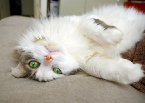 Green Eyes - This kitty has the most beautiful green eyes I have ever seen!! From cuteoverload.com