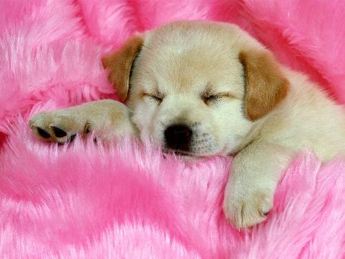 dog - cute dog photo