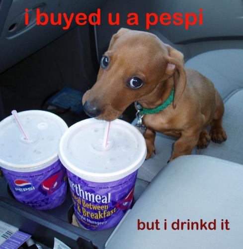 Pepsi puppy - Do you want such a dog?