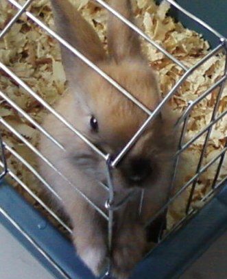 my rabbit - My bunny- Ronny. He is baby here.