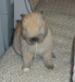 bunny - Ronny eat something :)