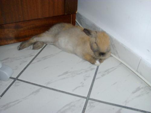bunny - sleeping Ronny