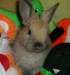 rabbit - My bunny is like a toy
