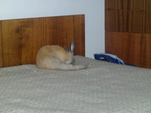 rabbit - my rabbit is so clean animal