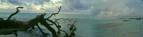 Tree - Tree lying in the lap of sea, beautiful scenery of nature.