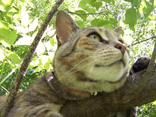 cats - My cat, she loooves climbing trees!